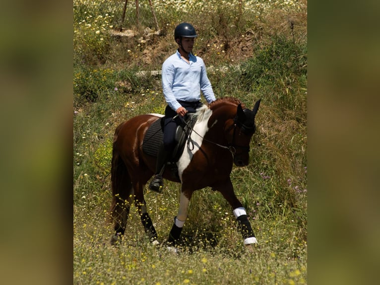 PRE Mix Hengst 4 Jahre 159 cm Tobiano-alle-Farben in Malaga