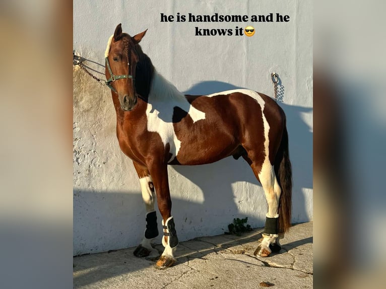 PRE Mix Hengst 4 Jahre 159 cm Tobiano-alle-Farben in Malaga