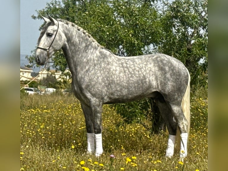 PRE Mix Hengst 4 Jahre 160 cm Apfelschimmel in Schwarme