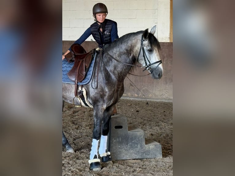 PRE Mix Hengst 4 Jahre 160 cm Apfelschimmel in Neu-Anspach