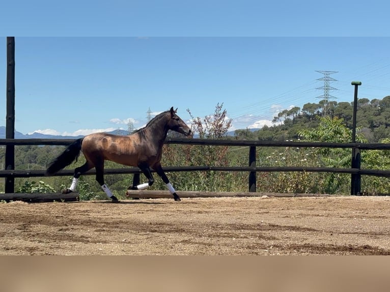 PRE Mix Hengst 4 Jahre 160 cm Brauner in Sant Fost Campcentelles