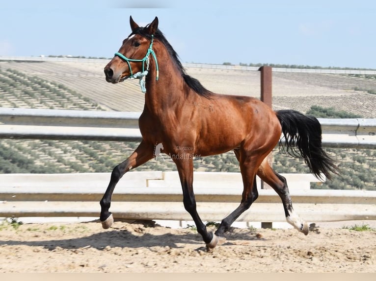 PRE Hengst 4 Jahre 160 cm Brauner in Provinz Cordoba