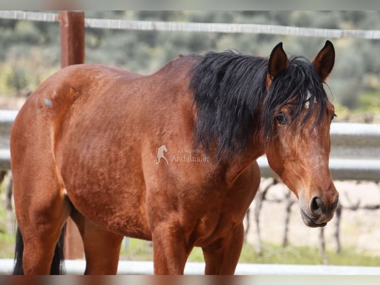 PRE Hengst 4 Jahre 160 cm Brauner in Provinz Cordoba