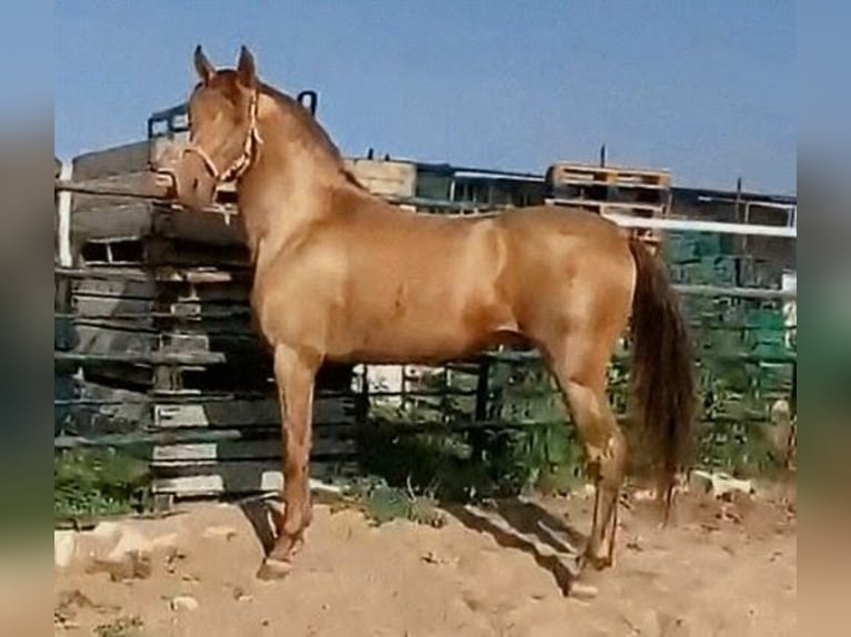 PRE Hengst 4 Jahre 160 cm Champagne in Sevilla