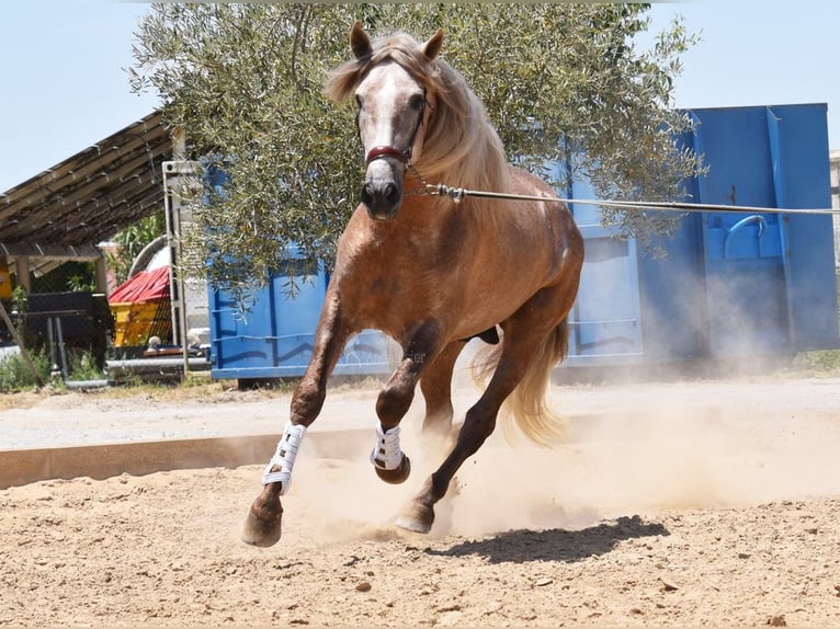 PRE Hengst 4 Jahre 160 cm in Provinz Granada