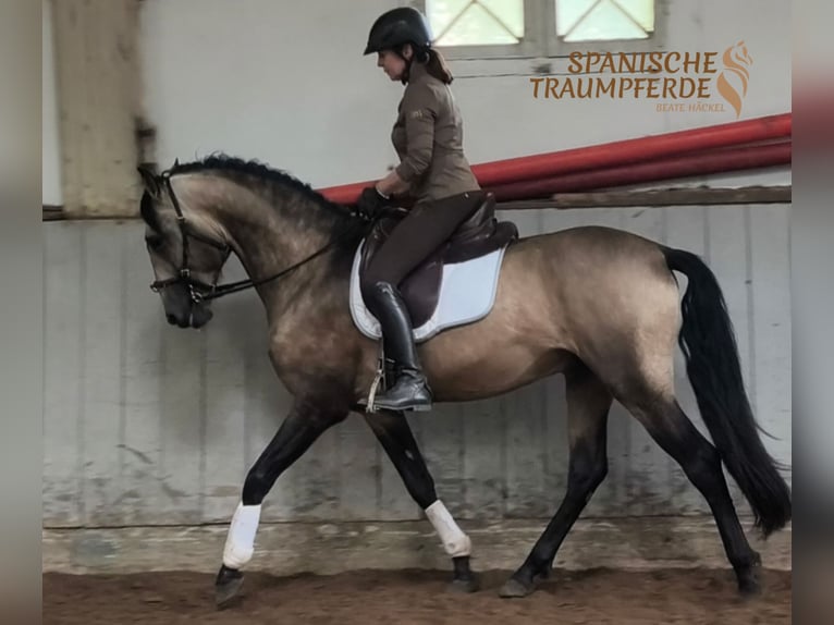 PRE Hengst 4 Jahre 160 cm Falbe in Traventhal
