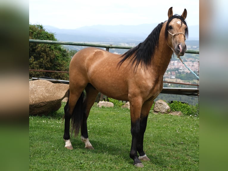 PRE Mix Hengst 4 Jahre 160 cm Falbe in Hamburg