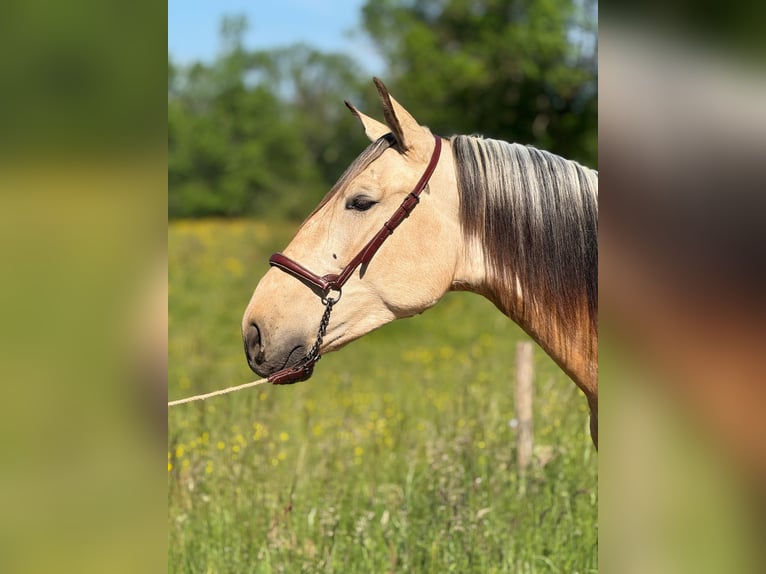 PRE Hengst 4 Jahre 160 cm Falbe in CAUMONT