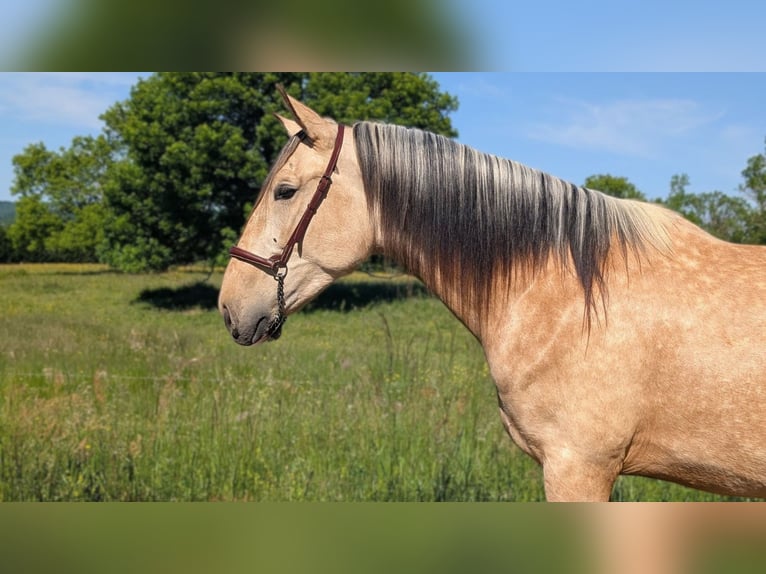 PRE Mix Hengst 4 Jahre 160 cm Falbe in CAUMONT
