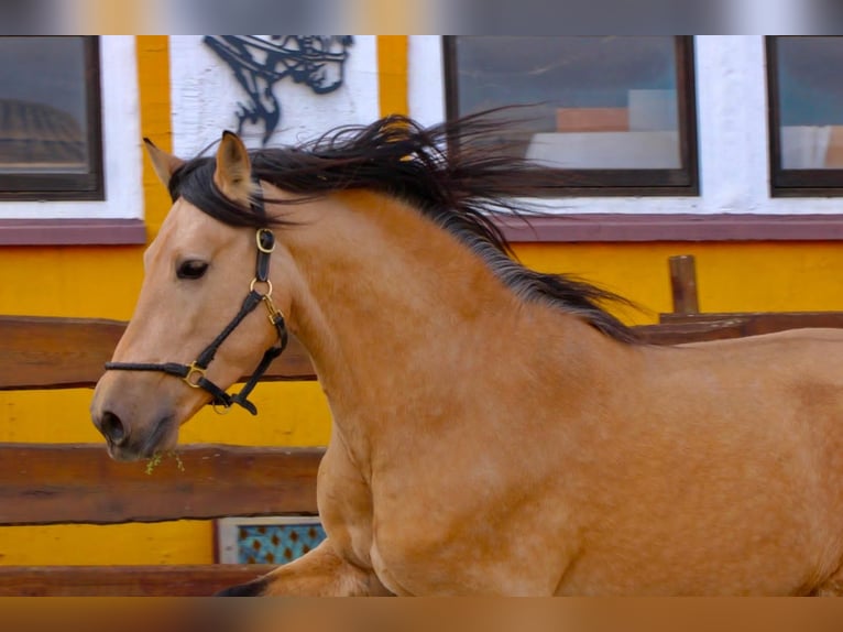 PRE Mix Hengst 4 Jahre 160 cm Falbe in POLENZ