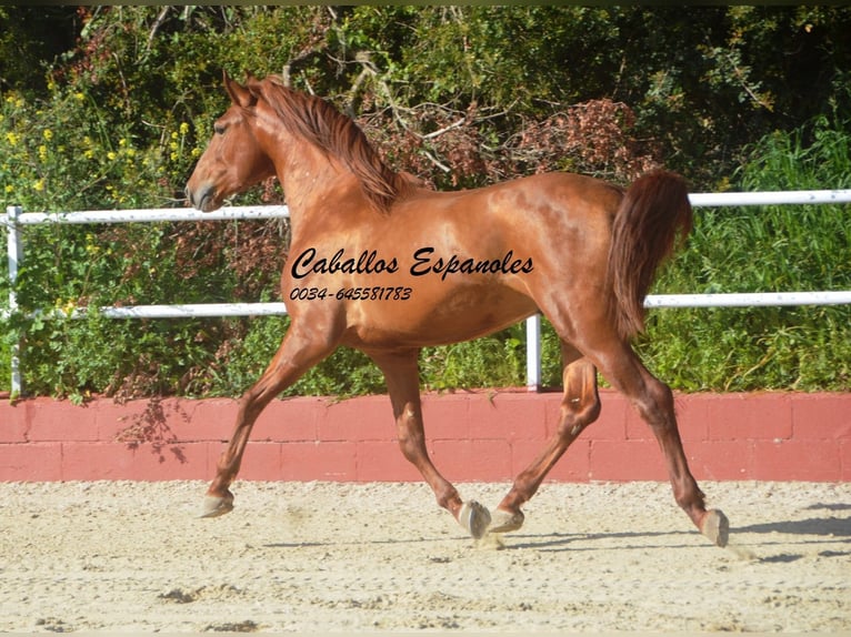 PRE Mix Hengst 4 Jahre 160 cm Fuchs in Vejer de la Frontera
