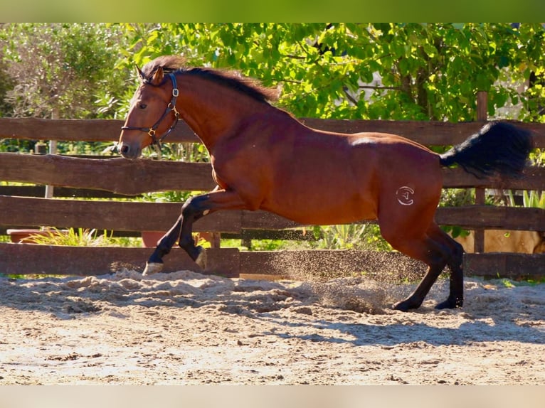 PRE Mix Hengst 4 Jahre 160 cm Hellbrauner in Polenz