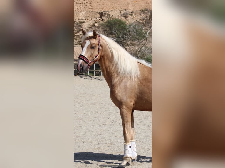 PRE Mix Hengst 4 Jahre 160 cm Palomino in Almerimar