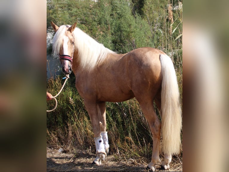 PRE Mix Hengst 4 Jahre 160 cm Palomino in Almerimar