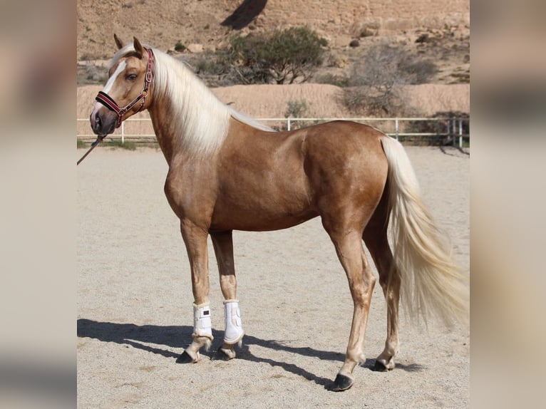 PRE Mix Hengst 4 Jahre 160 cm Palomino in Almerimar