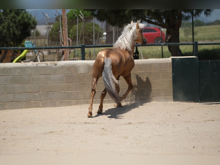 PRE Mix Hengst 4 Jahre 160 cm Palomino in Hamburg