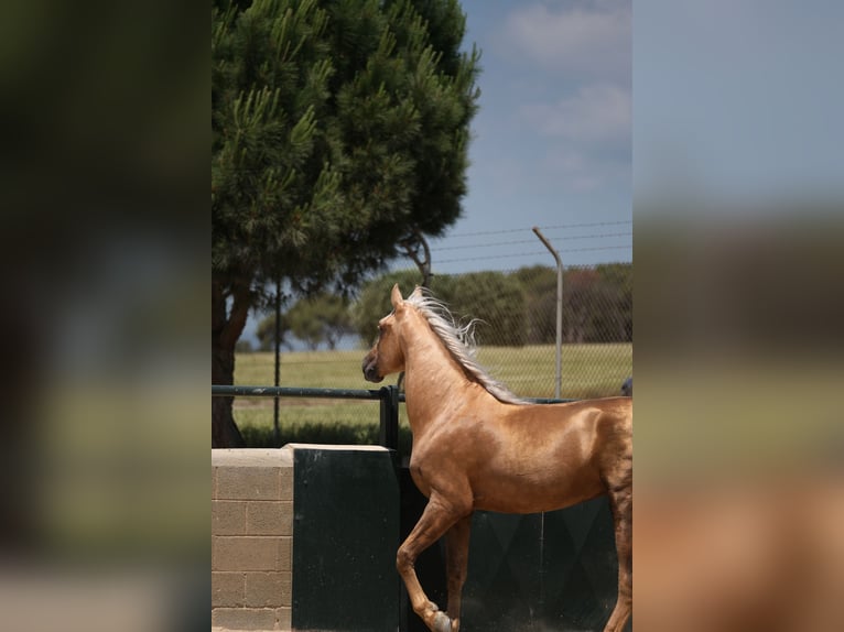 PRE Mix Hengst 4 Jahre 160 cm Palomino in Hamburg