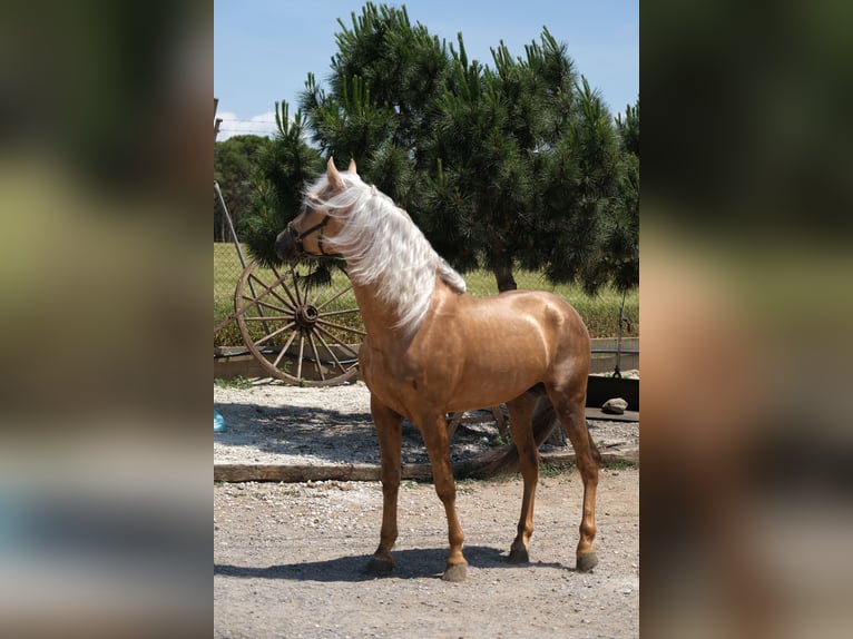 PRE Mix Hengst 4 Jahre 160 cm Palomino in Hamburg