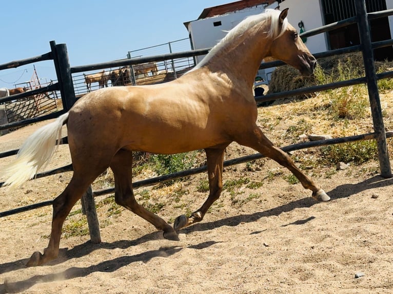 PRE Mix Hengst 4 Jahre 160 cm Palomino in Rafelguaraf