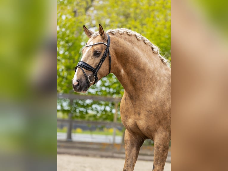 PRE Mix Hengst 4 Jahre 160 cm Palomino in Sm