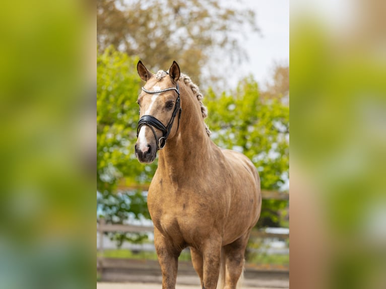 PRE Mix Hengst 4 Jahre 160 cm Palomino in Sm