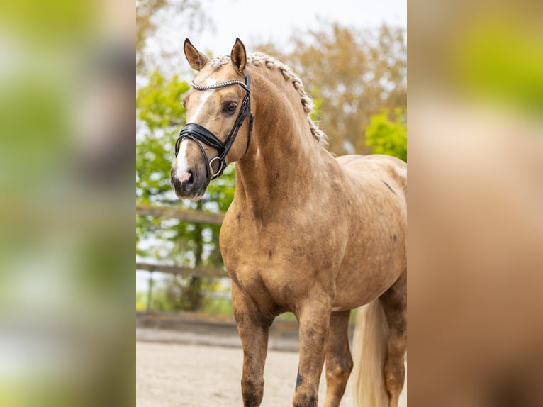 PRE Mix Hengst 4 Jahre 160 cm Palomino in Sm