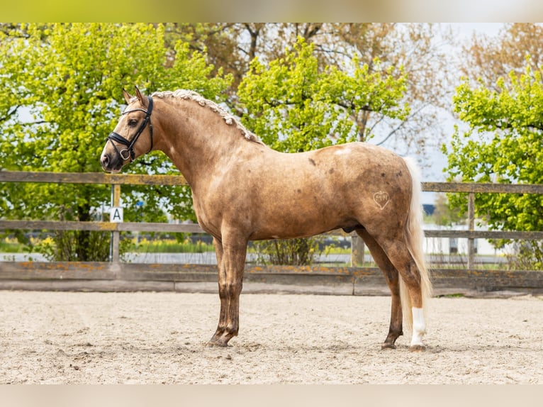 PRE Mix Hengst 4 Jahre 160 cm Palomino in Sm