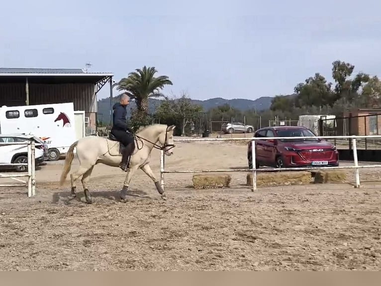 PRE Hengst 4 Jahre 160 cm Perlino in Galaroza (Huelva)