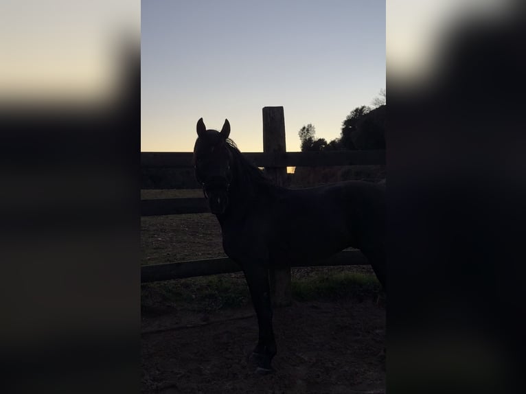 PRE Mix Hengst 4 Jahre 160 cm Rappe in Pedrinya (Ajuntament Crespia)