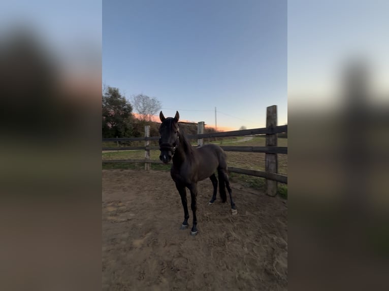 PRE Mix Hengst 4 Jahre 160 cm Rappe in Pedrinya (Ajuntament Crespia)