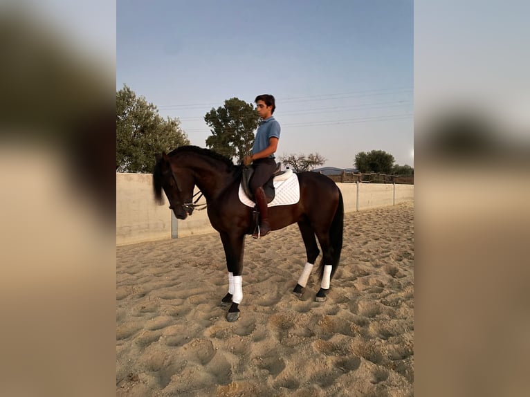 PRE Mix Hengst 4 Jahre 160 cm Rappe in Santa Marta