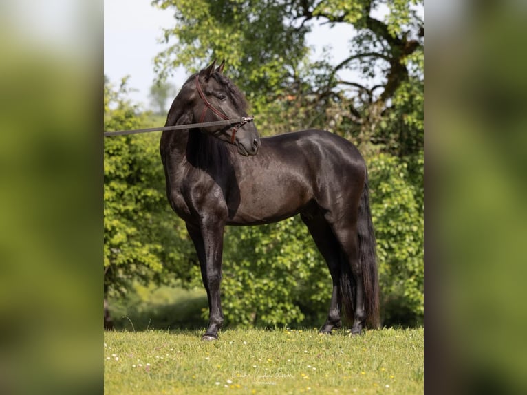 PRE Mix Hengst 4 Jahre 160 cm Rappe in Martfeld