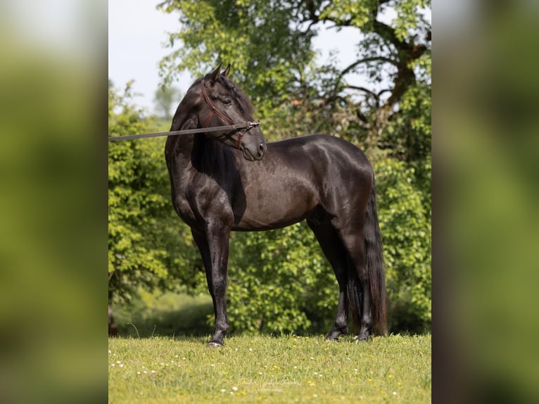 PRE Mix Hengst 4 Jahre 160 cm Rappe in Argenbühl