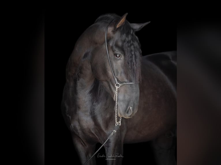 PRE Mix Hengst 4 Jahre 160 cm Rappe in Argenbühl