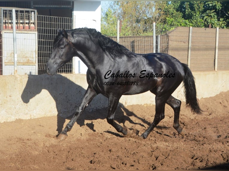 PRE Hengst 4 Jahre 160 cm Rappe in Vejer de la Frontera