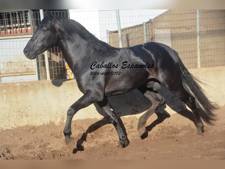 PRE Hengst 4 Jahre 160 cm Rappe in Vejer de la Frontera