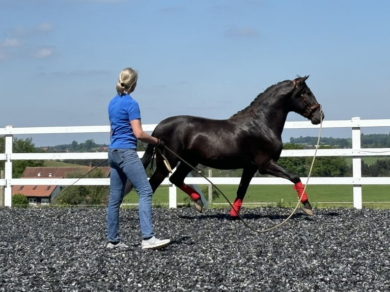 PRE Hengst 4 Jahre 160 cm Rappe in Sigmarszell