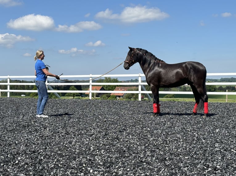 PRE Hengst 4 Jahre 160 cm Rappe in Sigmarszell