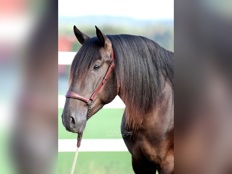 PRE Hengst 4 Jahre 160 cm Rappe in Sigmarszell