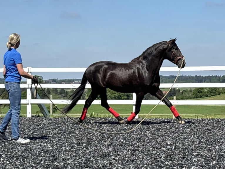 PRE Hengst 4 Jahre 160 cm Rappe in Sigmarszell