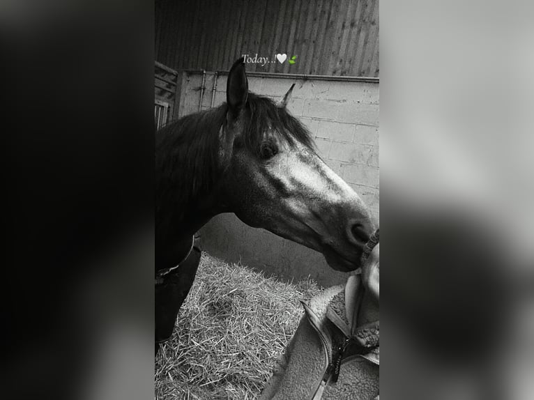 PRE Mix Hengst 4 Jahre 160 cm Rappschimmel in Mamer