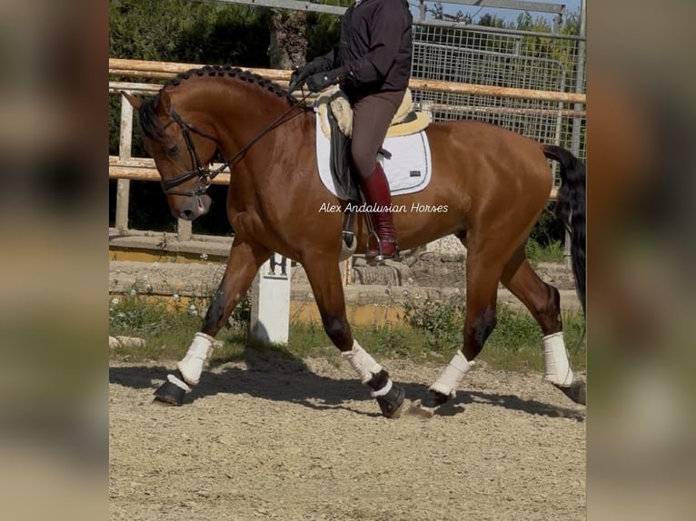 PRE Mix Hengst 4 Jahre 160 cm Rotbrauner in Sevilla