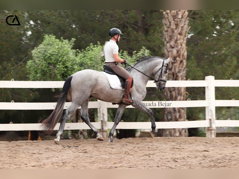 PRE Hengst 4 Jahre 160 cm Schimmel in Puerto Lumbreras