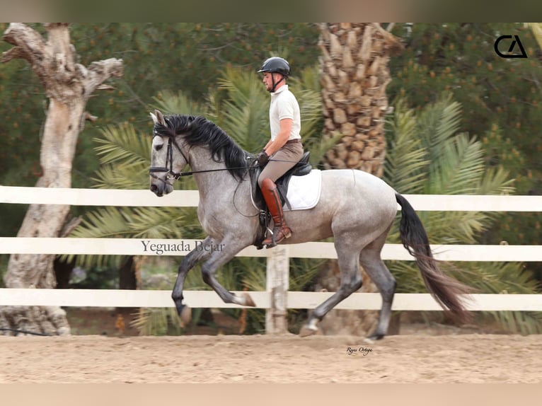 PRE Hengst 4 Jahre 160 cm Schimmel in Puerto Lumbreras