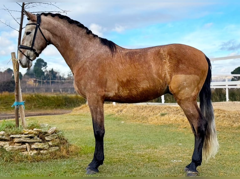 PRE Mix Hengst 4 Jahre 160 cm Schimmel in Calatayud