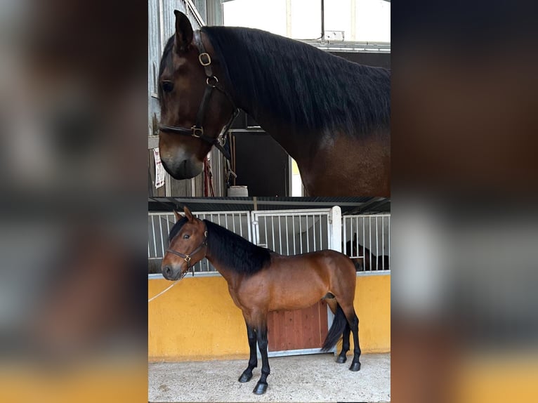 PRE Mix Hengst 4 Jahre 161 cm Brauner in Santa Marta