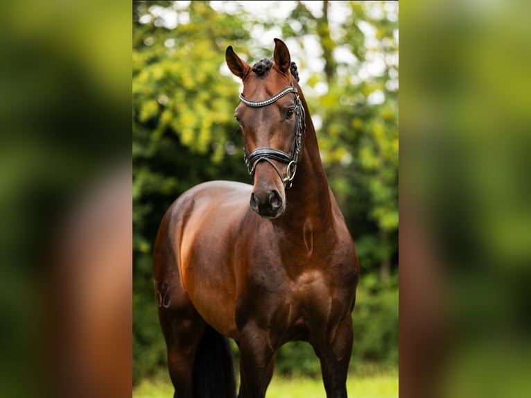 PRE Mix Hengst 4 Jahre 161 cm Brauner in Poeldijk