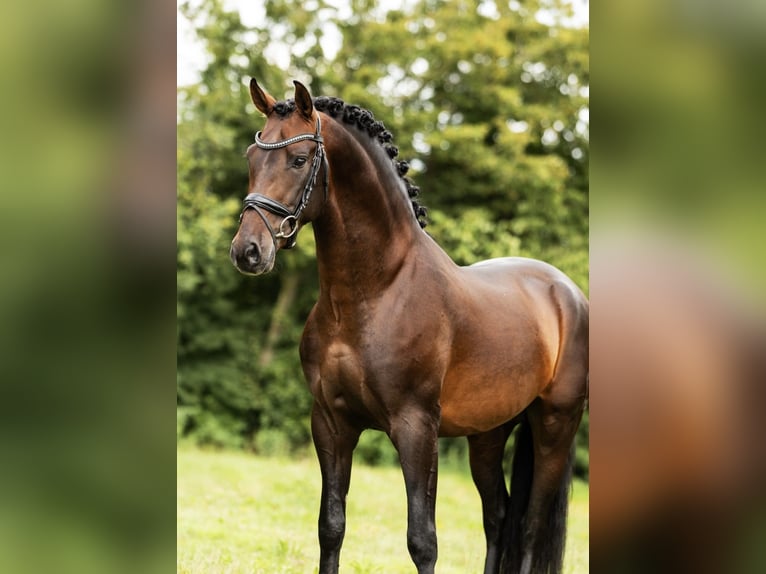 PRE Mix Hengst 4 Jahre 161 cm Brauner in Poeldijk
