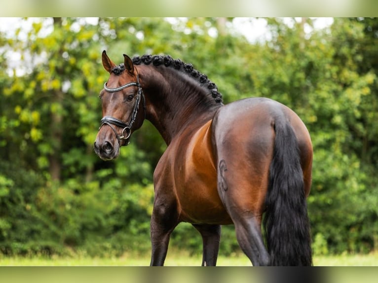 PRE Mix Hengst 4 Jahre 161 cm Brauner in Poeldijk