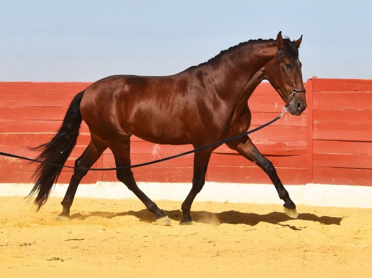 PRE Mix Hengst 4 Jahre 161 cm Brauner in Provinz Cordoba
